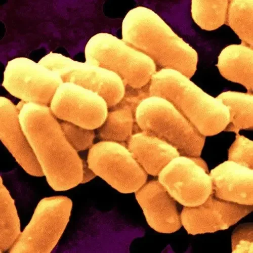 Lactobacillus sporogenes